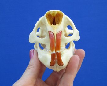 4-1/2" North American Porcupine Skull for $54.99