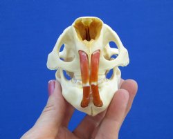 4-1/2" North American Porcupine Skull for $54.99