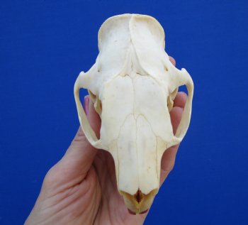4-1/2" North American Porcupine Skull for $54.99