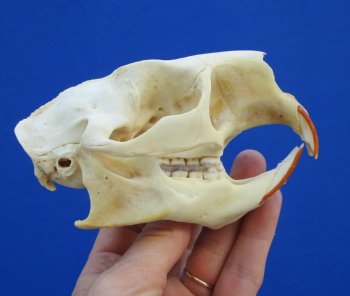 4-1/2" North American Porcupine Skull for $54.99