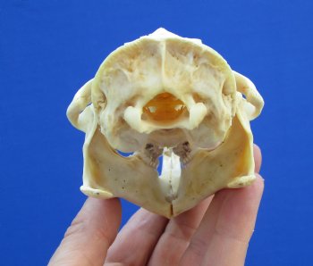 4-1/2" North American Porcupine Skull for $54.99