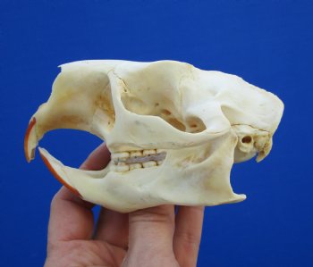 4-1/2" North American Porcupine Skull for $54.99