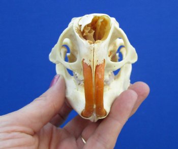 4-1/2" Real American Porcupine Skull (tip of nose damaged) for $49.99