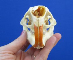 4-1/2" Real American Porcupine Skull (tip of nose damaged) for $49.99