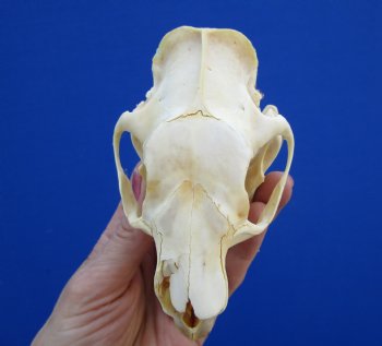 4-1/2" Real American Porcupine Skull (tip of nose damaged) for $49.99