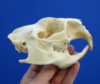 4-1/2" Real American Porcupine Skull (tip of nose damaged) for $49.99