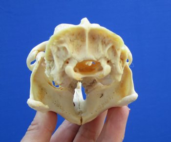 4-1/2" Real American Porcupine Skull (tip of nose damaged) for $49.99