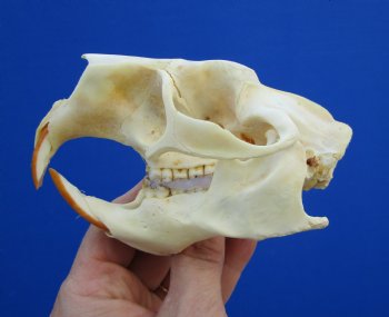 4-1/2" Real American Porcupine Skull (tip of nose damaged) for $49.99