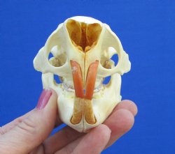 4-1/4" North American Porcupine Skull for $54.99