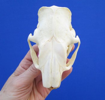 4-1/4" North American Porcupine Skull for $54.99