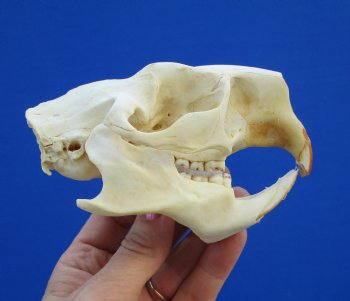 4-1/4" North American Porcupine Skull for $54.99