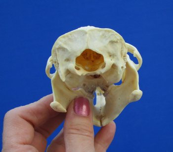 4-1/4" North American Porcupine Skull for $54.99