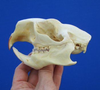 4-1/4" North American Porcupine Skull for $54.99