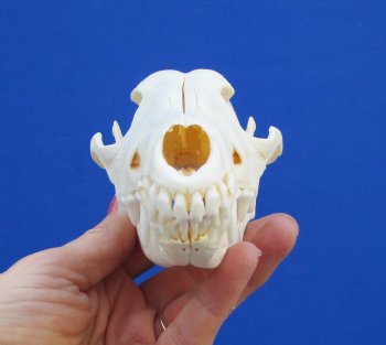 6-5/8" Authentic African Black-Backed Jackal Skull <font color=red> Grade A Quality</font> for $90.00