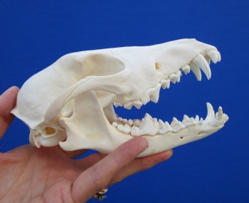 6-5/8" Authentic African Black-Backed Jackal Skull <font color=red> Grade A Quality</font> for $90.00