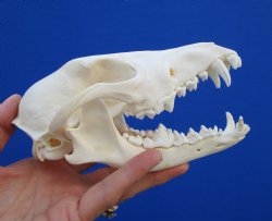 6-5/8" Authentic African Black-Backed Jackal Skull <font color=red> Grade A Quality</font> for $90.00