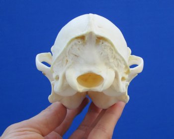 6-5/8" Authentic African Black-Backed Jackal Skull <font color=red> Grade A Quality</font> for $90.00