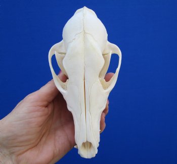 6-5/8" Authentic African Black-Backed Jackal Skull <font color=red> Grade A Quality</font> for $90.00