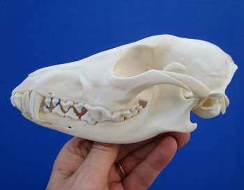 6-5/8" Authentic African Black-Backed Jackal Skull <font color=red> Grade A Quality</font> for $90.00