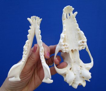 6-5/8" Authentic African Black-Backed Jackal Skull <font color=red> Grade A Quality</font> for $90.00