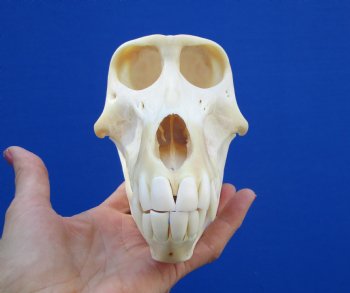 6-7/8" Female Chacma Baboon Skull <font color=red> Good Quality</font> (Discoloration) for $154.99 (CITES p000023748)