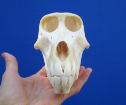6-7/8" Female Chacma Baboon Skull <font color=red> Good Quality</font> (Discoloration) for $154.99 (CITES p000023748)