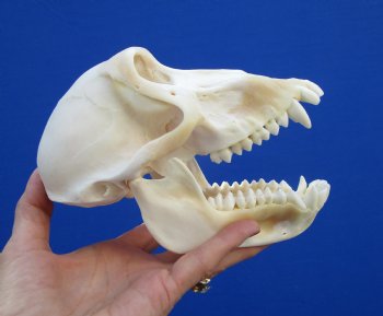 6-7/8" Female Chacma Baboon Skull <font color=red> Good Quality</font> (Discoloration) for $154.99 (CITES p000023748)