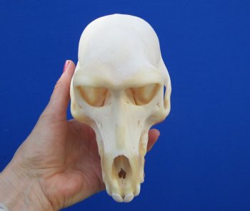 6-7/8" Female Chacma Baboon Skull <font color=red> Good Quality</font> (Discoloration) for $154.99 (CITES p000023748)