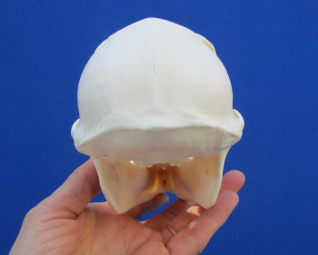 6-7/8" Female Chacma Baboon Skull <font color=red> Good Quality</font> (Discoloration) for $154.99 (CITES p000023748)