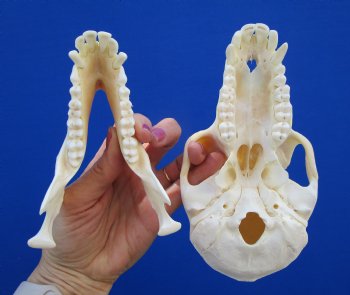 6-7/8" Female Chacma Baboon Skull <font color=red> Good Quality</font> (Discoloration) for $154.99 (CITES p000023748)