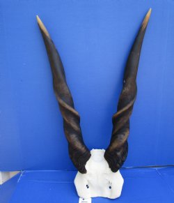 African Bull Eland Skull Plate with 27 and 28-1/2 inches Horns for $119.99