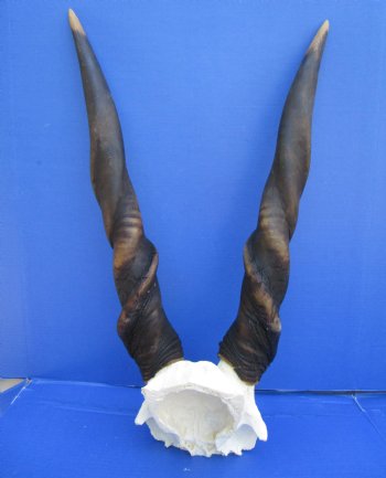 African Bull Eland Skull Plate with 27 and 28-1/2 inches Horns for $119.99