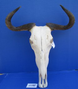 19-1/2 inches wide African Blue Wildebeest Skull with Horns for $89.99