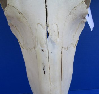 19-1/2 inches wide African Blue Wildebeest Skull with Horns for $89.99