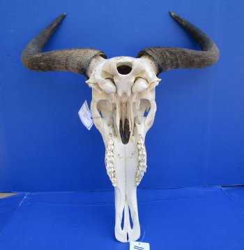 19-1/2 inches wide African Blue Wildebeest Skull with Horns for $89.99