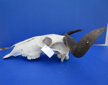 19-1/2 inches wide African Blue Wildebeest Skull with Horns for $89.99