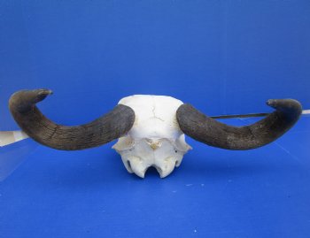 19-1/2 inches wide African Blue Wildebeest Skull with Horns for $89.99