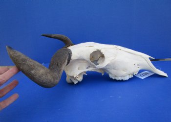 19-1/2 inches wide African Blue Wildebeest Skull with Horns for $89.99
