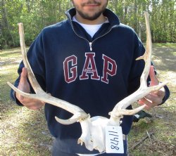 19-1/2 inches wide Fallow Deer Antlers on Skull Plate for $79.99