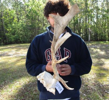 19-1/2 inches wide Fallow Deer Antlers on Skull Plate for $79.99