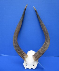 African Nyala Skull Plate with 21-3/4 and 22 inches Horns for $84.99 