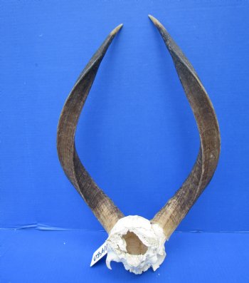 African Nyala Skull Plate with 21-3/4 and 22 inches Horns for $84.99 