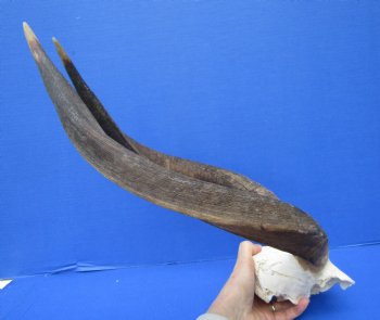 African Nyala Skull Plate with 21-3/4 and 22 inches Horns for $84.99 