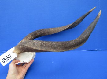 African Nyala Skull Plate with 21-3/4 and 22 inches Horns for $84.99 