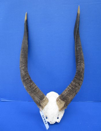 African Nyala Skull Plate with 20-1/2 and 21-1/4 inches Horns for $84.99 