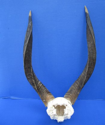 African Nyala Skull Plate with 20-1/2 and 21-1/4 inches Horns for $84.99 