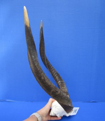 African Nyala Skull Plate with 20-1/2 and 21-1/4 inches Horns for $84.99 