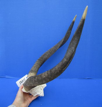 African Nyala Skull Plate with 20-1/2 and 21-1/4 inches Horns for $84.99 