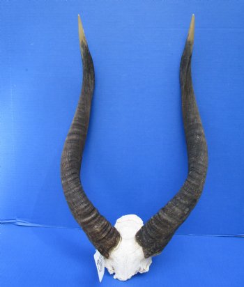 Authentic African Nyala Skull Plate with 23-1/2 and 23-3/4 inches Horns - Buy this one for $94.99