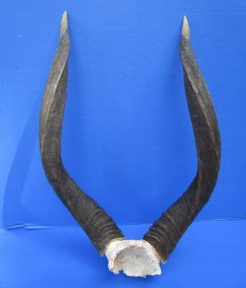 Authentic African Nyala Skull Plate with 23-1/2 and 23-3/4 inches Horns - Buy this one for $94.99